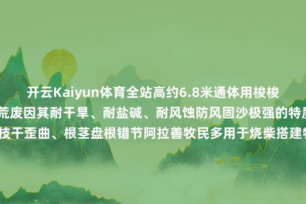 开云Kaiyun体育全站高约6.8米通体用梭梭柴木堆砌梭梭孕育在戈壁荒废因其耐干旱、耐盐碱、耐风蚀防风固沙极强的特质被称为“沙漠卫士”其枝干歪曲、根茎盘根错节阿拉善牧民多用于烧柴搭建牲口棚圈2022年阿拉善“梭梭柴建筑搭建本事”入选自治区级非物资文化遗产代表性阵势开头：活力内蒙古 发布于：内蒙古自治区-kaiyun体育全站云开app入口IOS/安卓全站最新版下载