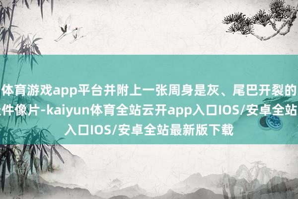 体育游戏app平台并附上一张周身是灰、尾巴开裂的玲娜贝儿挂件像片-kaiyun体育全站云开app入口IOS/安卓全站最新版下载