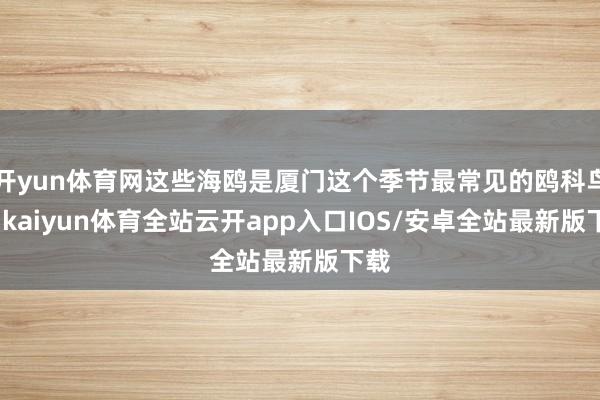 开yun体育网这些海鸥是厦门这个季节最常见的鸥科鸟类-kaiyun体育全站云开app入口IOS/安卓全站最新版下载